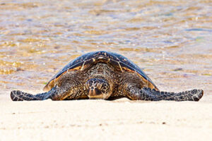 Hawaiian Green Sea Turtle on a beach