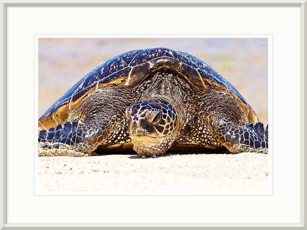 Hawaiian Green Sea Turtle basking on a beach in Hawaii with silver frame