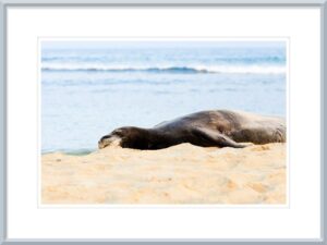 Hawaiian Monk Seal sleeping on a beach Kauai Hawaii fine art print with blue frame and white mat