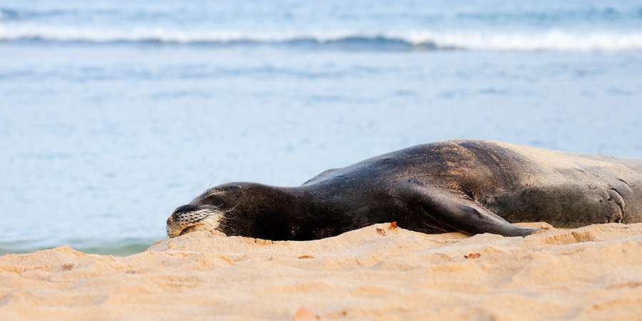 Hawaiian Monk Seal sleeping on a beach Kauai Hawaii fine art print