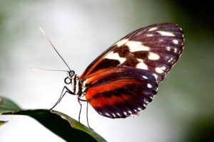 Cyndo Longwing Butterfly (Heliconius Cyndo)