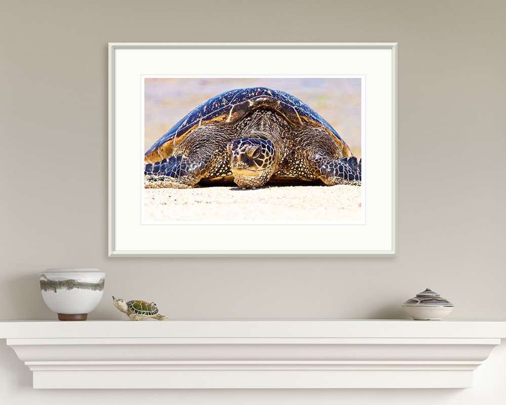 Hawaiian Green Sea Turtle 0092 - Image 3