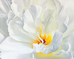White-Peony 2 300