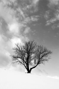 Tree silhouette in winter fine art print